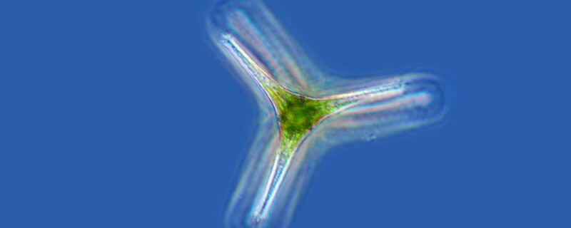 Phytoplancton produces oxygen in the ocean